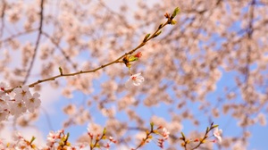 Blossoms Plants Spring Nature Trees Branch Flowers Cherry Blossom 7360x4912 Wallpaper