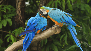 Animal Blue And Yellow Macaw 3406x2271 Wallpaper