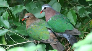 Bird Common Emerald Dove 3840x2400 Wallpaper
