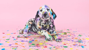 Baby Animal Dalmatian Dog Paint Pet Puppy 2620x1578 Wallpaper