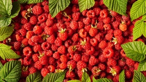 Berry Fruit Raspberry 2000x1125 Wallpaper