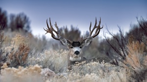 Deer Stare Wildlife 2500x1522 Wallpaper