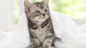 Blanket Cat Kitten Pet 1920x1200 Wallpaper