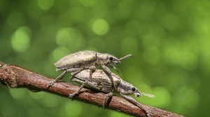 Beetle Bokeh Bug Close Up Green Insect Weevil 1920x1280 Wallpaper