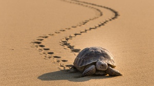 Desert Sand Turtle Wildlife 2000x1333 Wallpaper