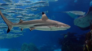 Animals Shark Fish Fish Tank Underwater 2550x1700 Wallpaper