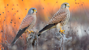 Falcon Birds Nature Wildlife Animals Branch Depth Of Field 3840x2160 Wallpaper