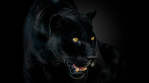 Animal Black Panther 1920x1200 wallpaper