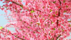 Nature Flower Pink Flower Spring 5472x3648 Wallpaper