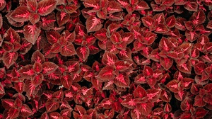 Coleus Leaf Nature Plant 6000x4000 Wallpaper