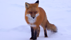 Fox Red Fox Snow 2048x1362 Wallpaper