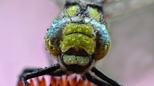 Dew Dragonfly Eye Head Macro 3350x1875 Wallpaper