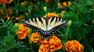 Butterfly Flower Insect Macro Marigold 4500x3180 Wallpaper