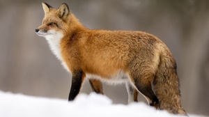 Fox Snow Winter Mammals Animals Depth Of Field 2560x1600 Wallpaper