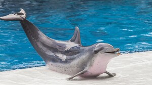 Dolphin Mammals Animals Fish Tank Exercise 1920x1200 Wallpaper