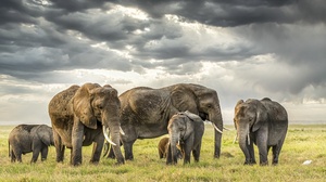 Africa Wildlife Nature Elephant Animals Mammals 3840x2160 Wallpaper