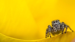 Arachnid Macro Spider Yellow 2560x1611 Wallpaper