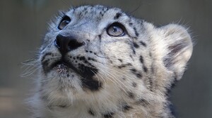 Big Cat Snow Leopard Wildlife Predator Animal 1902x1189 Wallpaper