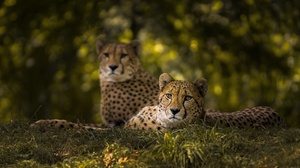 Animal Cheetah 5035x3357 wallpaper