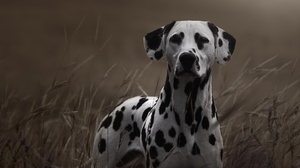 Dalmatian Dog Muzzle Pet Stare 2048x1322 Wallpaper