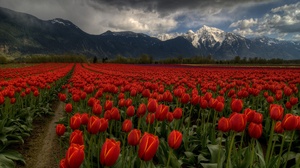 Outdoors Landscape Flowers Plants Agro Plants Tulips Red Flowers Mountains Snowy Peak Field 2500x1592 Wallpaper