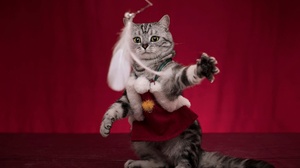 Tabby Cat Costume 2000x1334 Wallpaper