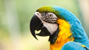 Animal Blue And Yellow Macaw 1920x1275 Wallpaper