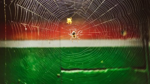 Spider Spider Web 2048x1367 Wallpaper