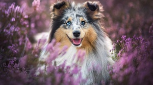 Dog Pet Purple Flower 2000x1333 Wallpaper