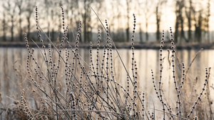Nature Cold Morning Plants Frost Winter 5760x3840 Wallpaper