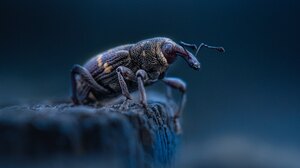 Macro Insect Nature Animals Depth Of Field 3840x2560 Wallpaper