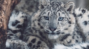 Big Cat Snow Leopard Wildlife Predator Animal 2000x1335 Wallpaper