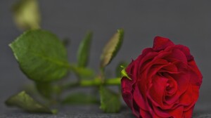 Flower Red Rose 2048x1384 Wallpaper