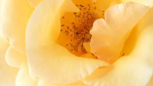 Macro Petal Yellow Rose 2048x1365 Wallpaper