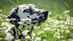 Dalmatian Dog Muzzle Pet White Flower 3000x1926 Wallpaper