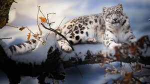 Artistic Painting Snow Leopard Winter 2048x1365 Wallpaper