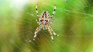 Arachnid Macro Spider Spider Web 4000x2672 Wallpaper