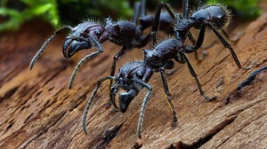 Ants Insect Macro Depth Of Field Nature 3840x2560 wallpaper