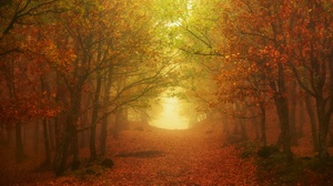 Nature Forest Path Tree Foliage 2560x1707 Wallpaper
