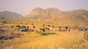Horse Iran Nature Animals Summer Mountains Landscape Field Grass 3264x1756 Wallpaper