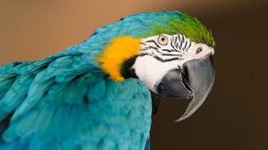 Animal Blue And Yellow Macaw 2560x1600 Wallpaper