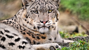 Close Up Snow Leopard 2560x1600 Wallpaper
