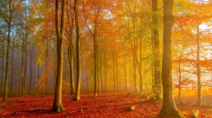 Fall Forest 5971x3359 Wallpaper