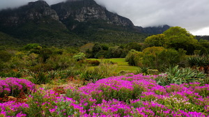 Cape Town Kirstenbosch National Botanical Garden Mountains Trees Flowers Clouds Park Nature 2048x1365 Wallpaper