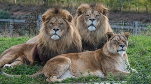 Zoo Animals Lion Big Cats Feline Mammals 3840x2400 Wallpaper