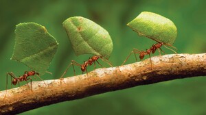 Animals Insect Hymenoptera Ants Macro 2560x1600 wallpaper