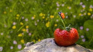 Berry Fruit Insect Macro Strawberry 1921x1080 Wallpaper