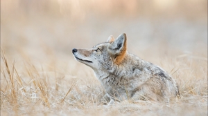 Coyote Canine Yellowstone 1920x1200 Wallpaper