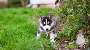 Baby Animal Dog Pet Puppy Siberian Husky 3840x2560 Wallpaper