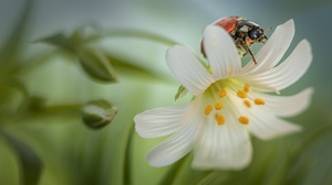 Animal Ladybug 2048x1365 Wallpaper